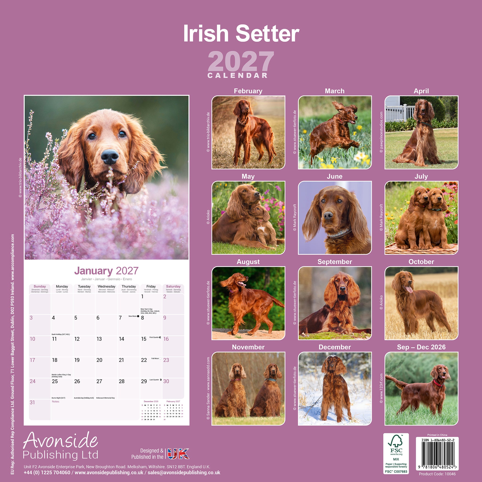 otter-house-irish-setter-wandkalender-2027-hunde-12-monate image 2