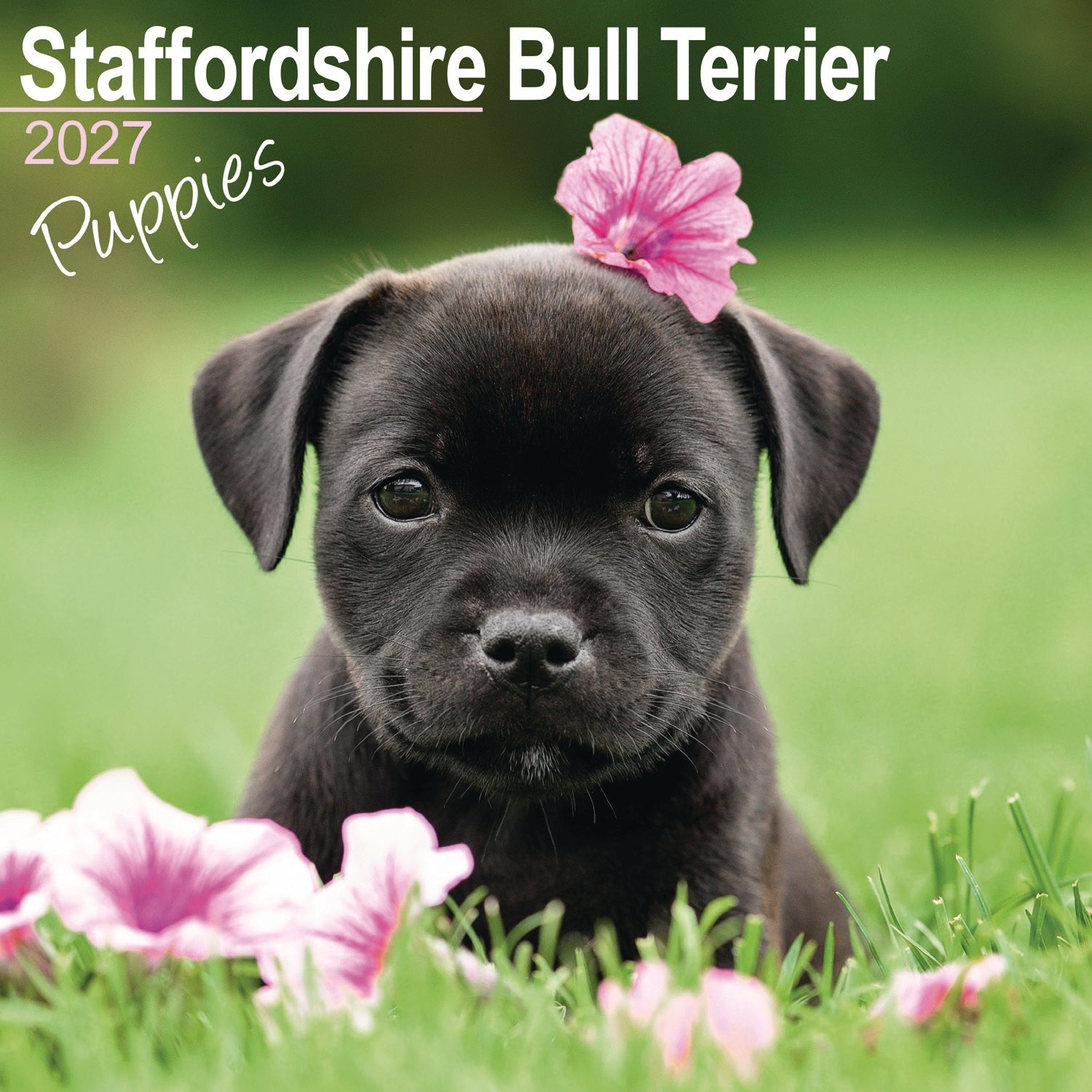 otter-house-staffordshire-bull-terrier-wandkalender-2027 image 1