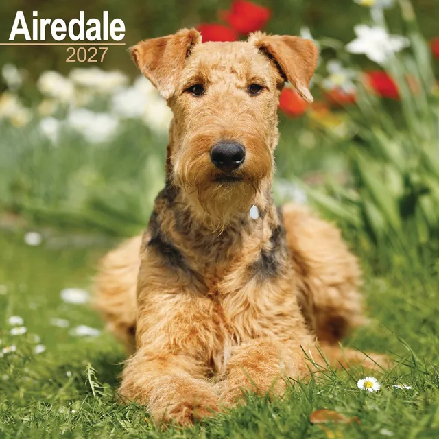 otter-house-airedale-terrier-wandkalender-2027-hundemotiv image 1