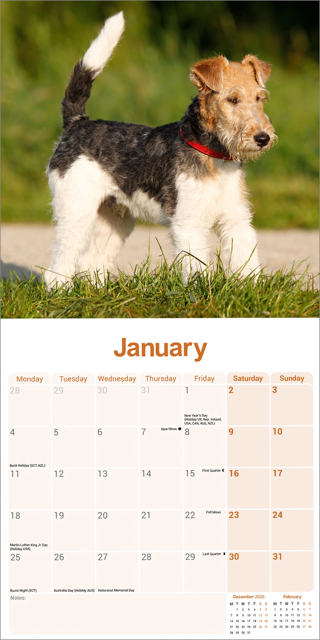 otter-house-fox-terrier-wirehaired-wandkalender-2027-hunde image 3