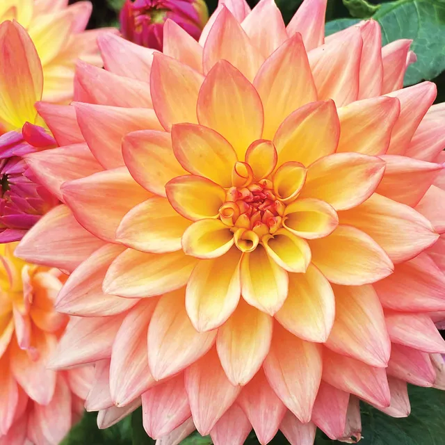 otter-house-alex-sharp-karte-floral-dahlia-blumenkarte image 1