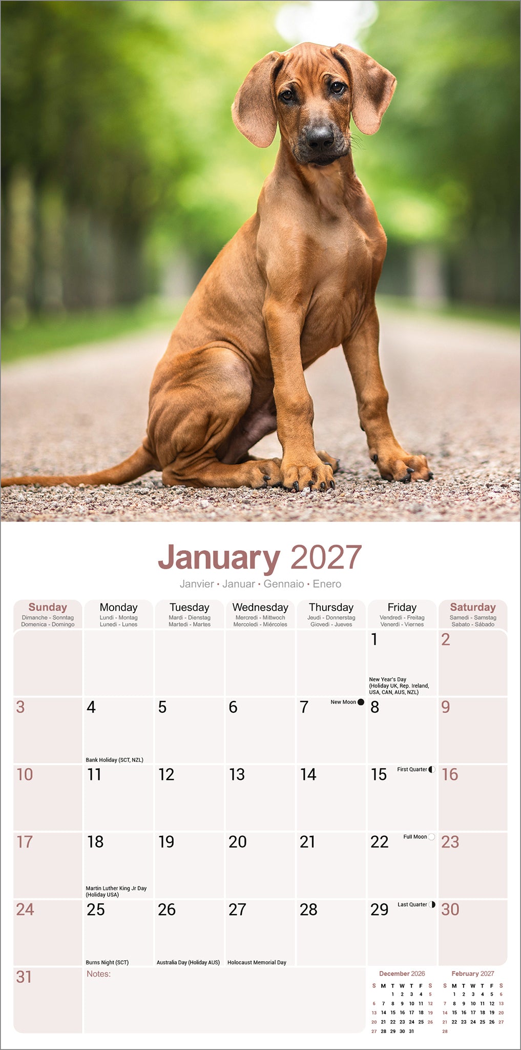 otter-house-rhodesian-ridgeback-wandkalender-2027-hunde-monatsbilder image 3