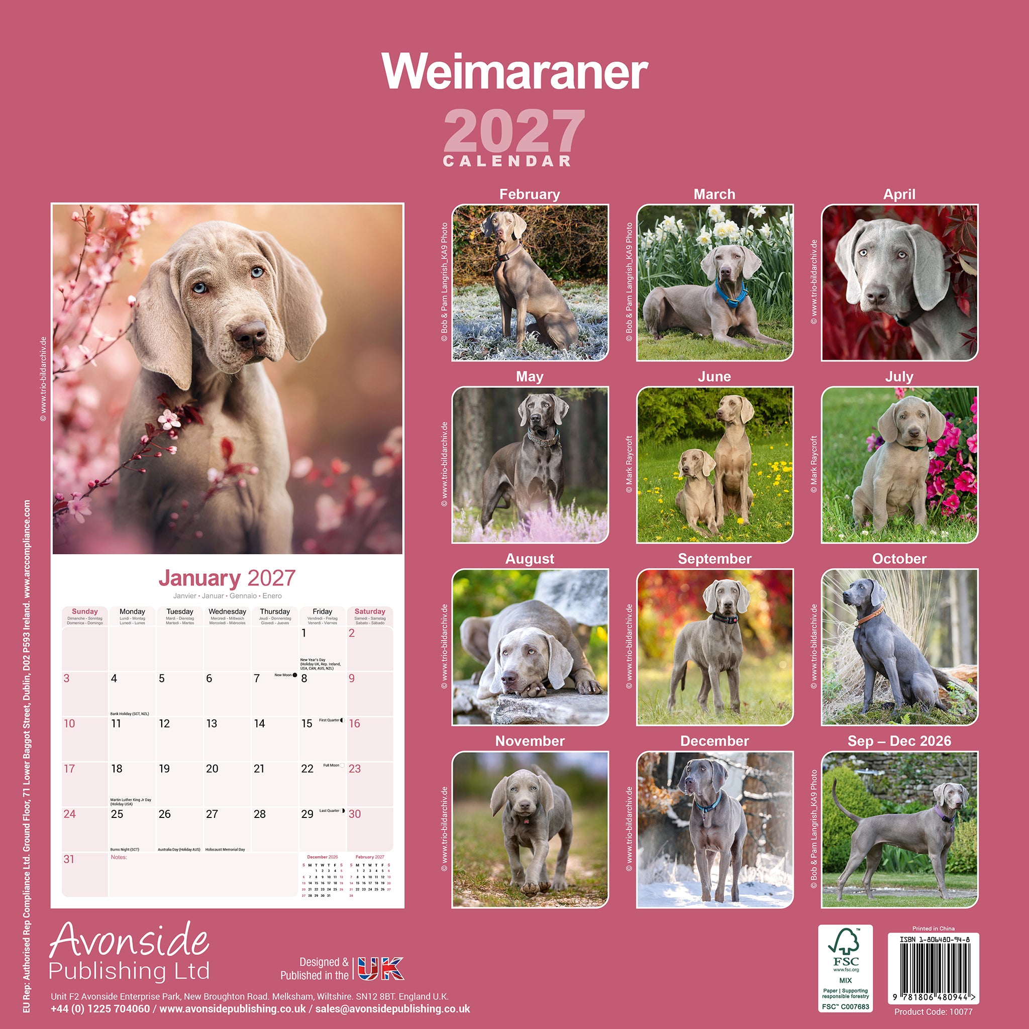 otter-house-weimaraner-wandkalender-2027-hundekalender image 2