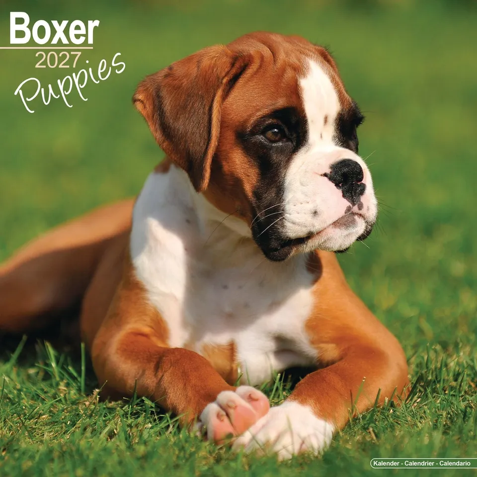 otter-house-boxer-puppies-wandkalender-2027-hunde image 1