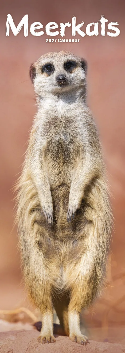otter-house-meerkats-slim-calendar-2027-erdm-nnchen image 1