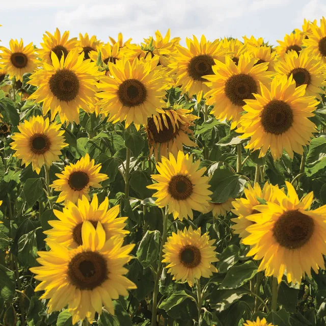 otter-house-alex-sharp-sonnenblumen-gru-karte-170x170 image 1