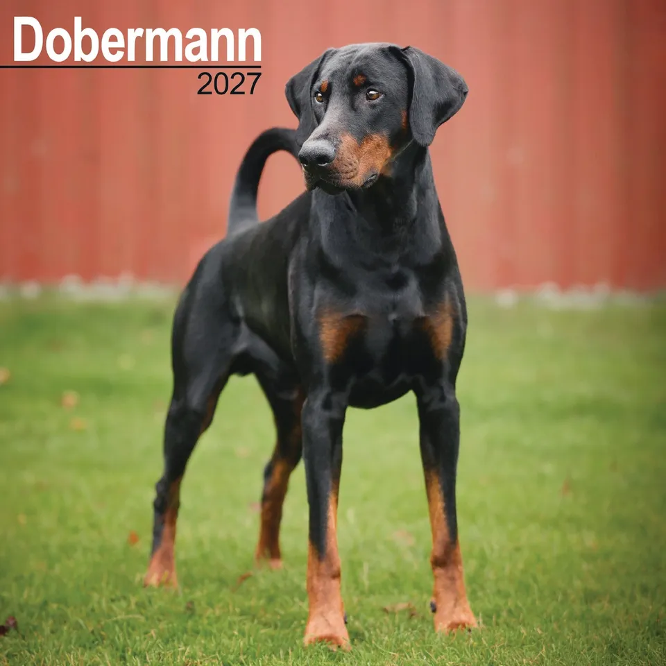 otter-house-dobermann-wandkalender-2027-hunde image 1