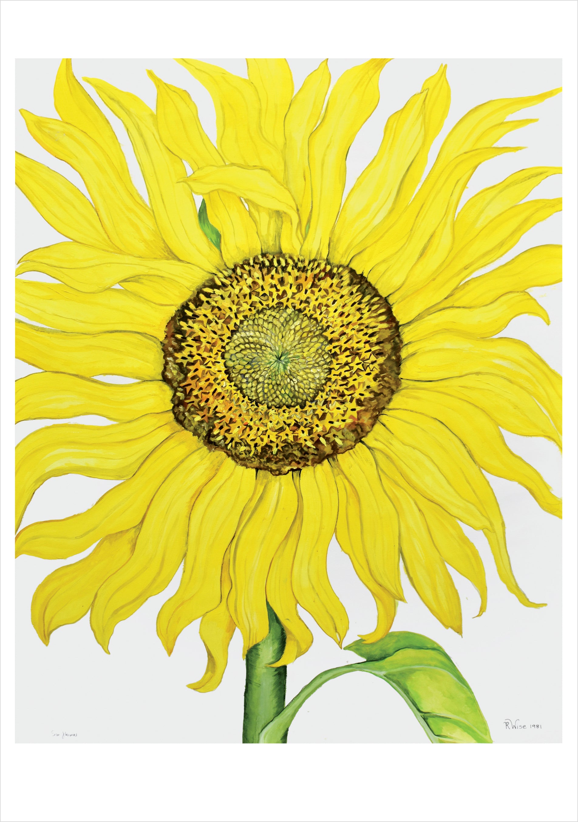 pomegranate-rosalind-wise-sunflower-geburtstagskarte-blume image 1