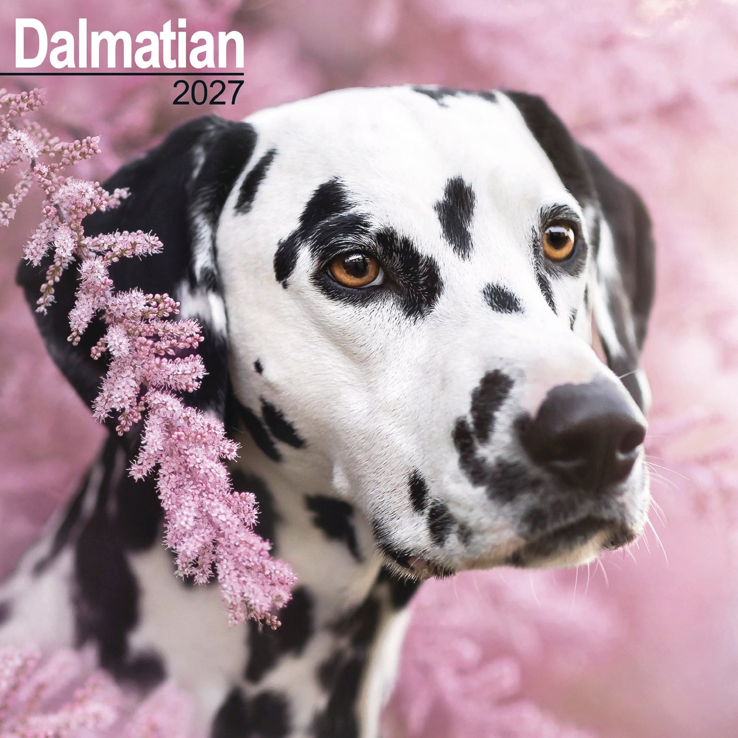 otter-house-dalmatian-wandkalender-2027-hunde image 1