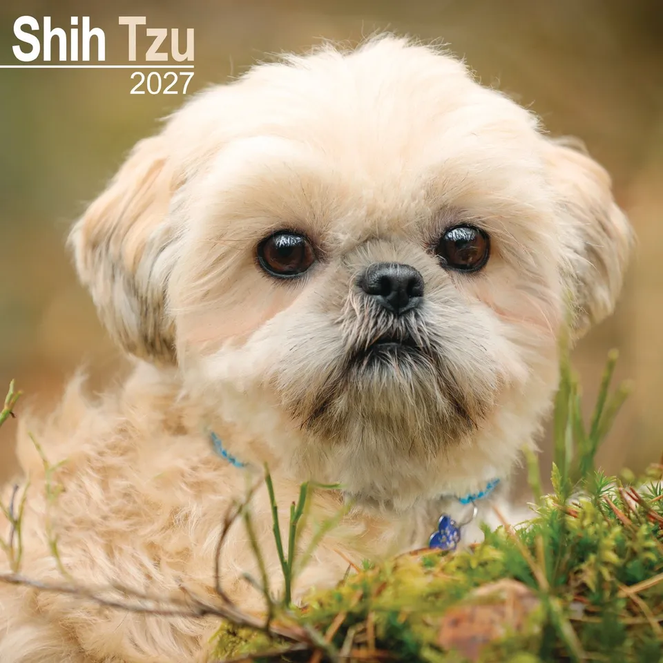 otter-house-shih-tzu-wandkalender-2027-hunde image 1
