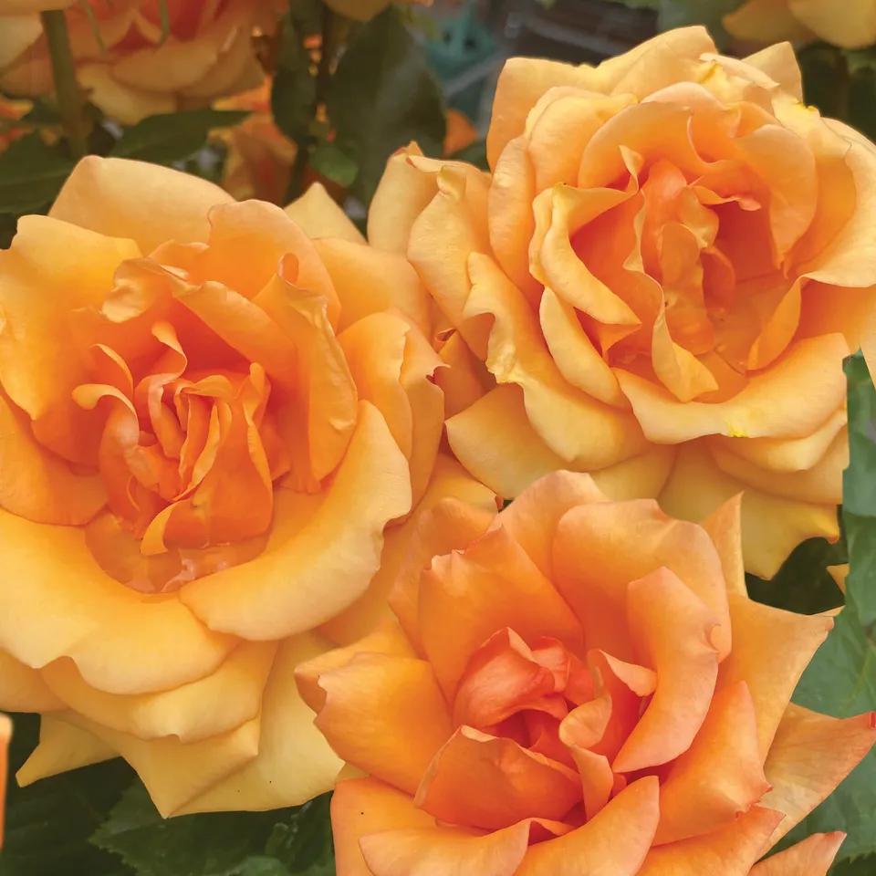 otter-house-greetings-cards-grusskarte-alex-sharp-peach-roses image 1