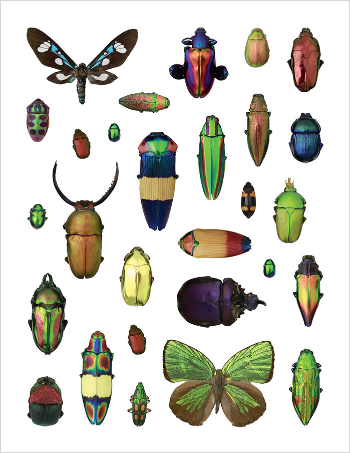 pomegranate-incredible-insects-stickerbuch-insekten-christopher-marley image 4