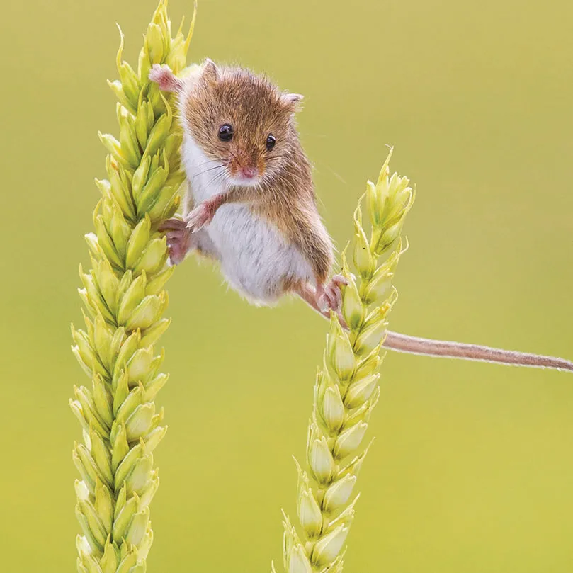 otter-house-countryside-balancing-mouse-grusskarte-tiermotiv image 1