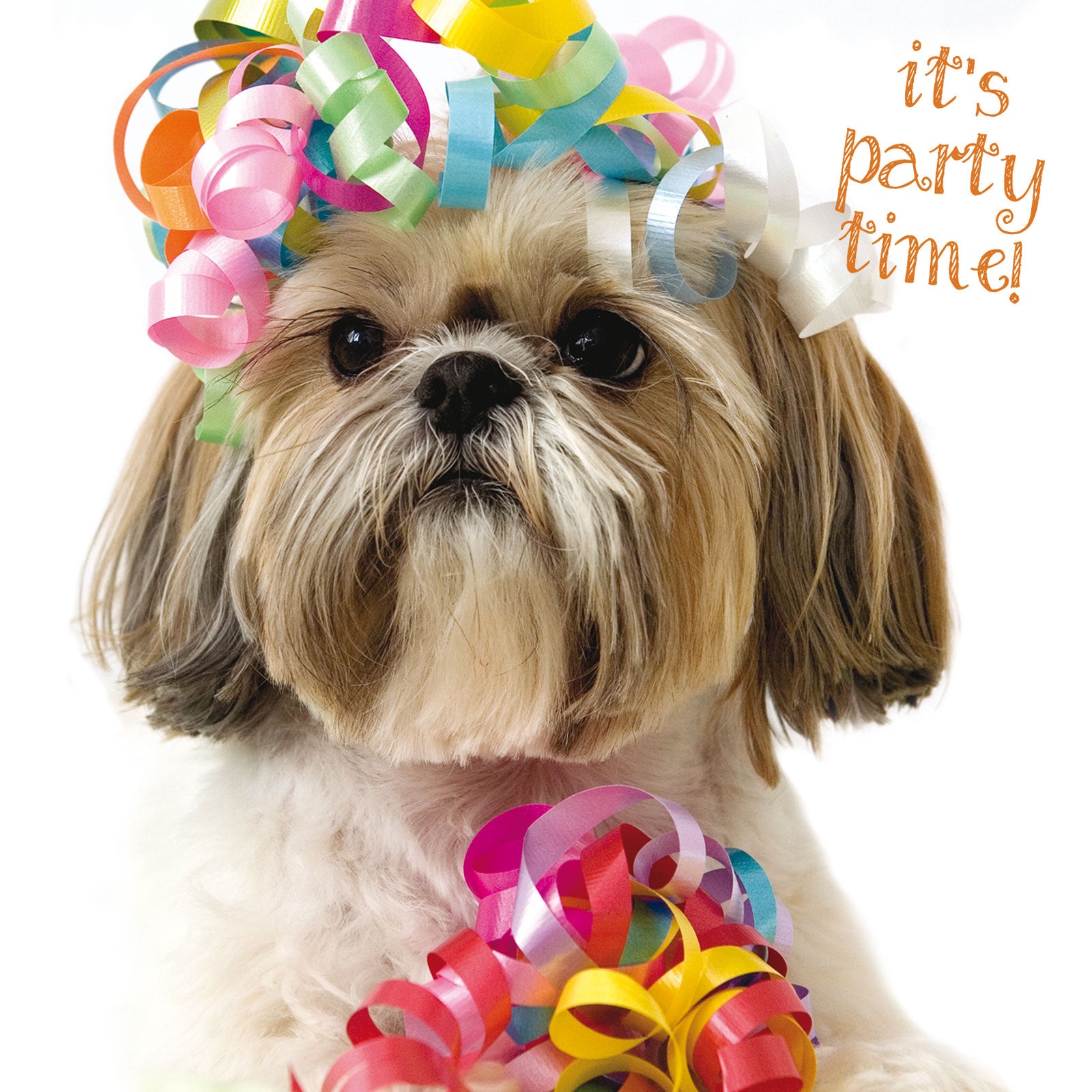 otter-house-pet-pawtrait-it-s-party-time-hund-karte-blanko image 1