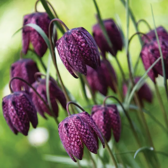 otter-house-alex-sharp-fritillaria-gru-karte-blumen image 1