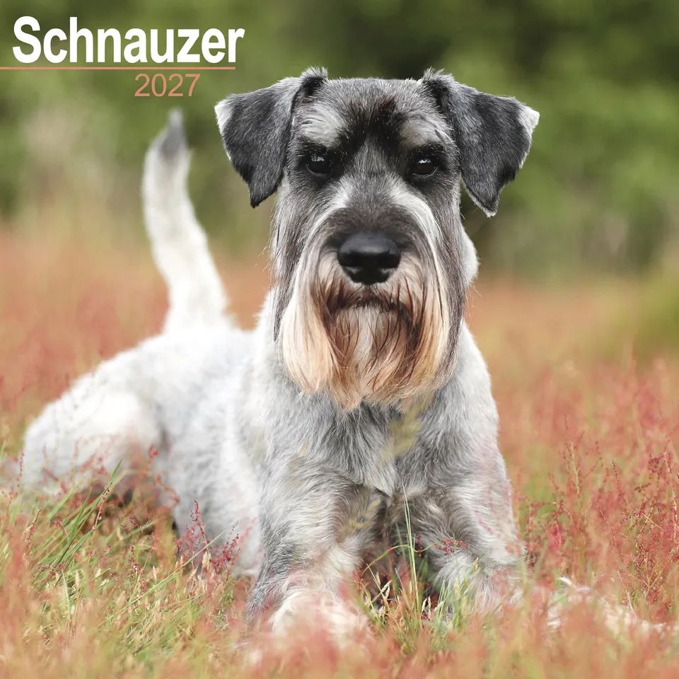 otter-house-schnauzer-wandkalender-2027-hunde image 1