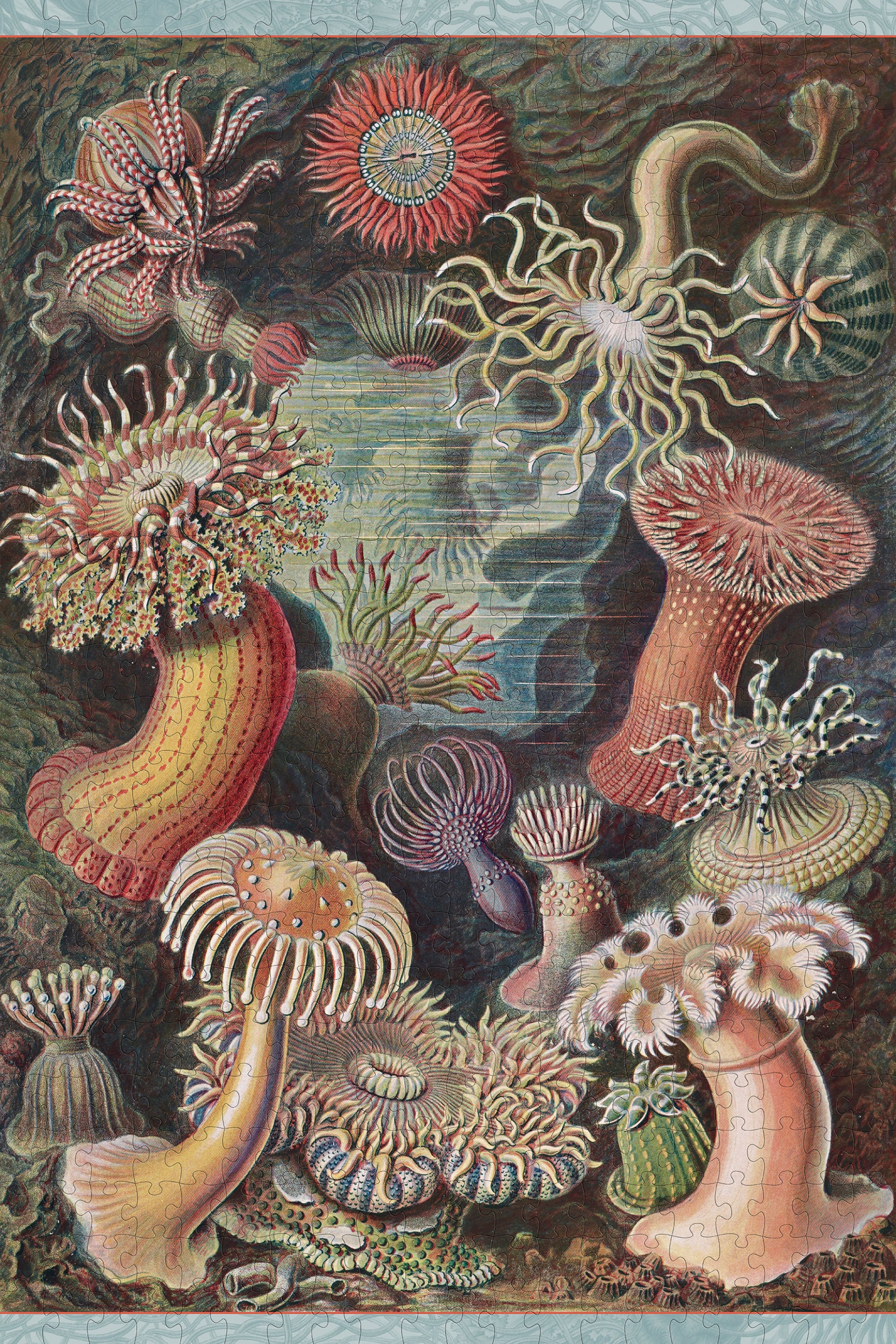 pomegranate-ernst-haeckel-seeanemonen-puzzle-500-teile image 2