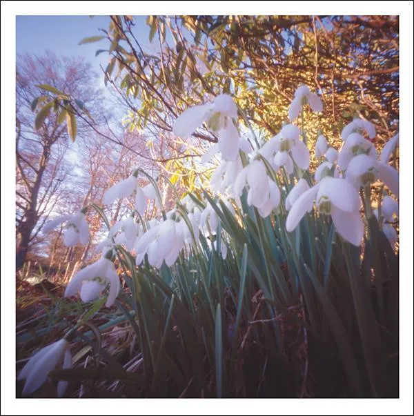 otter-house-snozzle-grusskarte-snowdrops-trauer-schneegl-ckchen image 1
