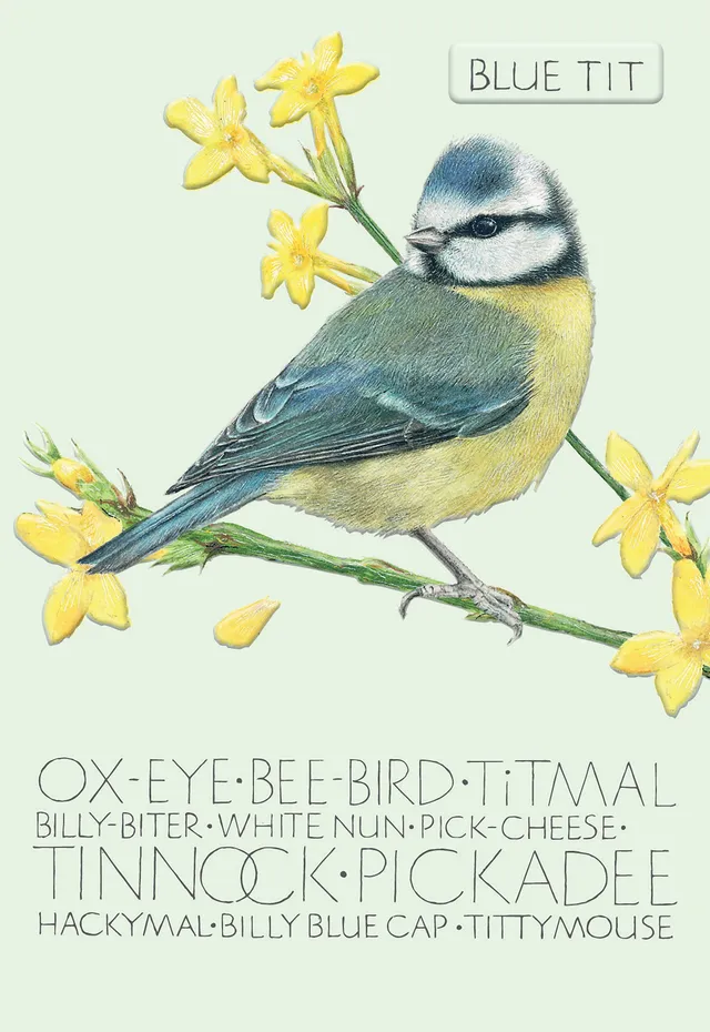 otter-house-naming-bird-blaumeise-gru-karte-blue-tit image 1