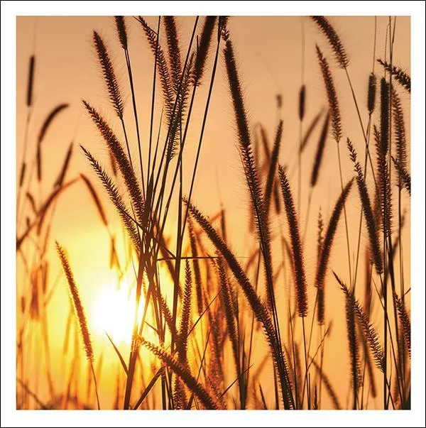 otter-house-snozzle-card-the-warmth-of-the-sun-trauerkarte-tiermotiv image 1