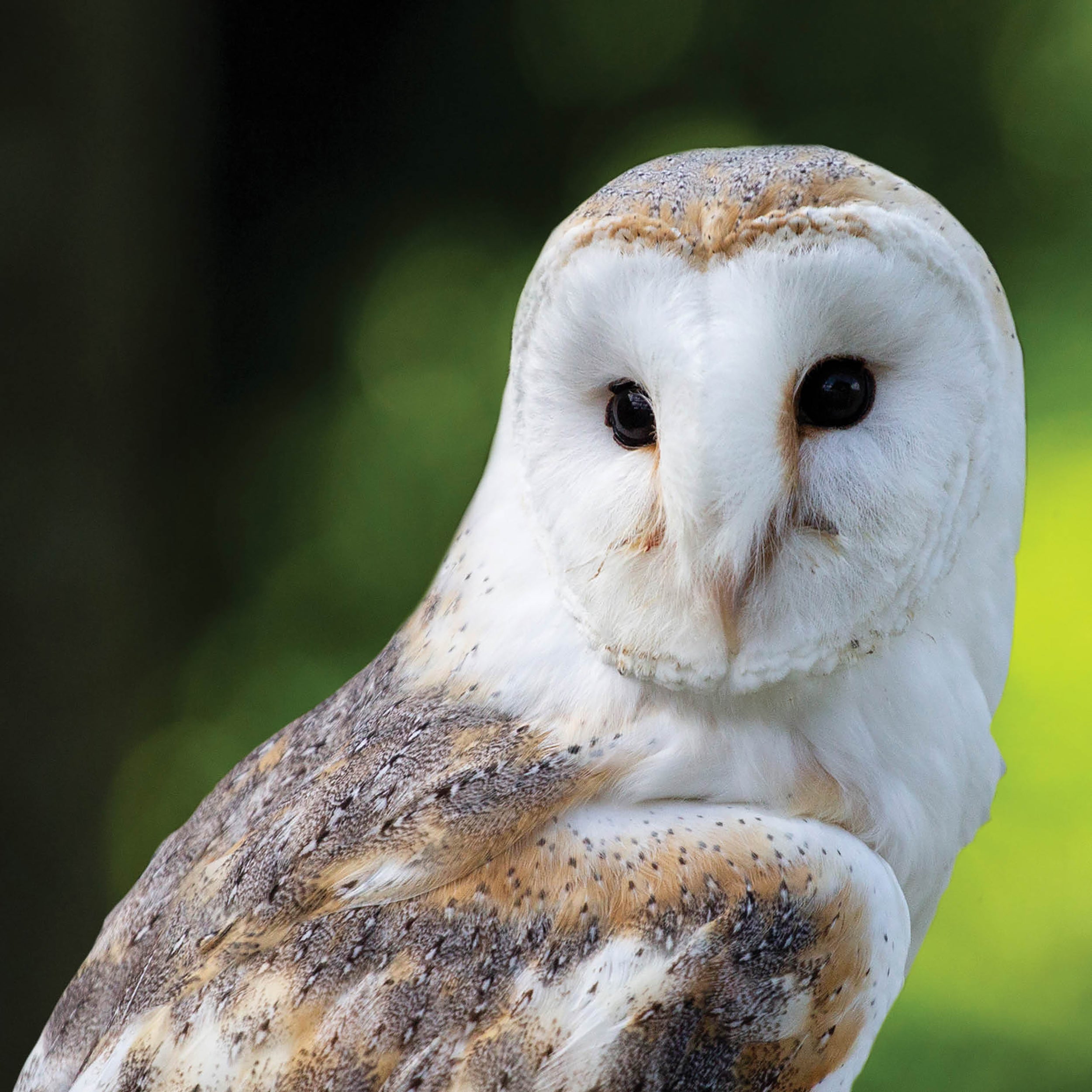 otter-house-alex-sharp-grusskarte-barn-owl-eule image 1