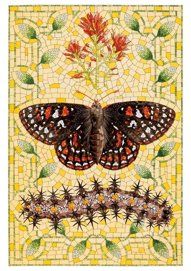 pomegranate-cohen-taylor-s-checkerspot-geburtstagskarte-schmetterling image 1
