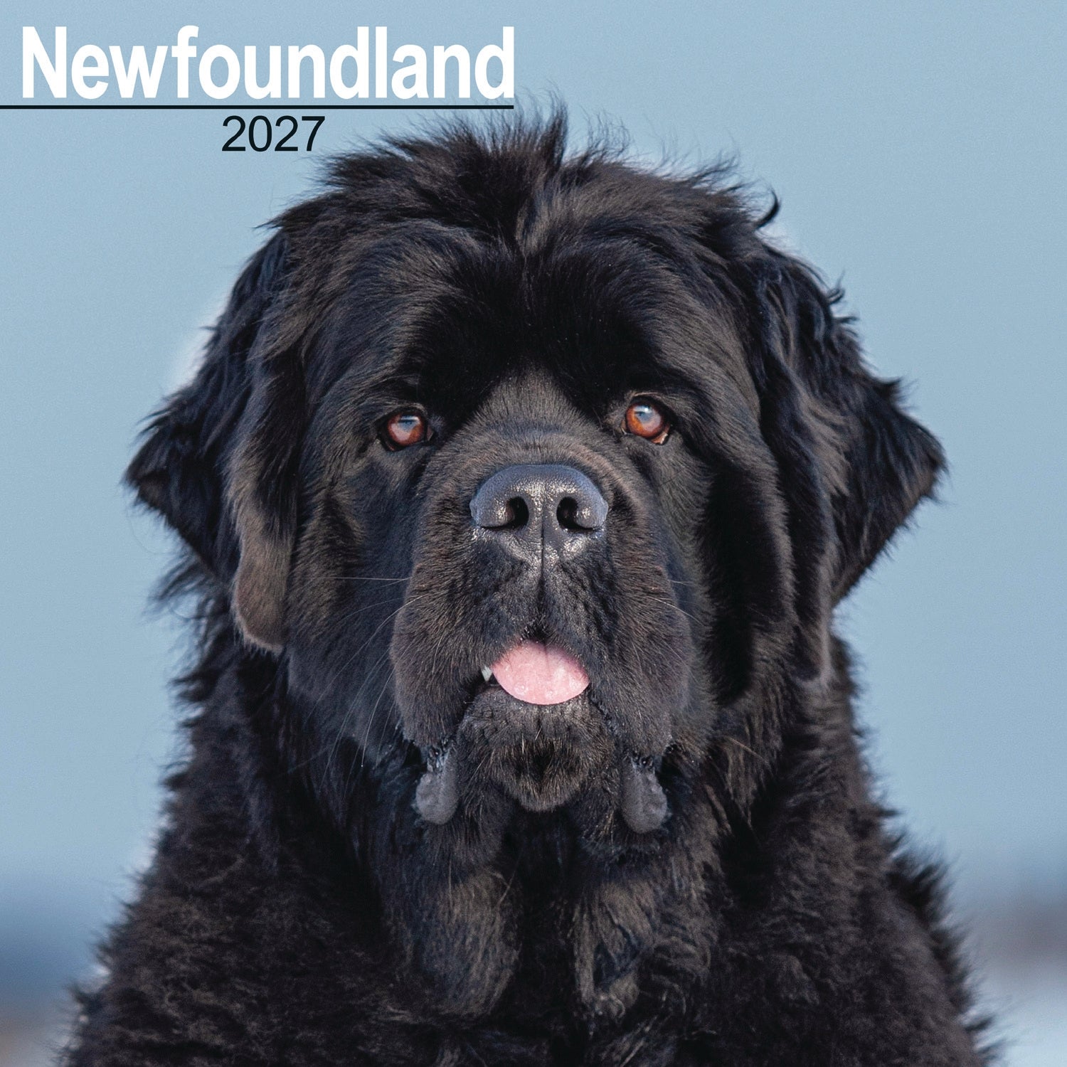 otter-house-newfoundland-wandkalender-2027-hunde image 1