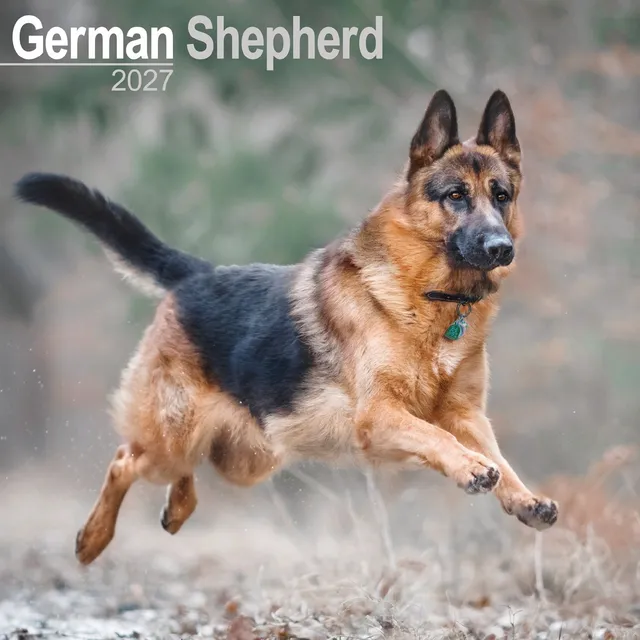otter-house-german-shepherds-wandkalender-2027-sch-ferhund image 1