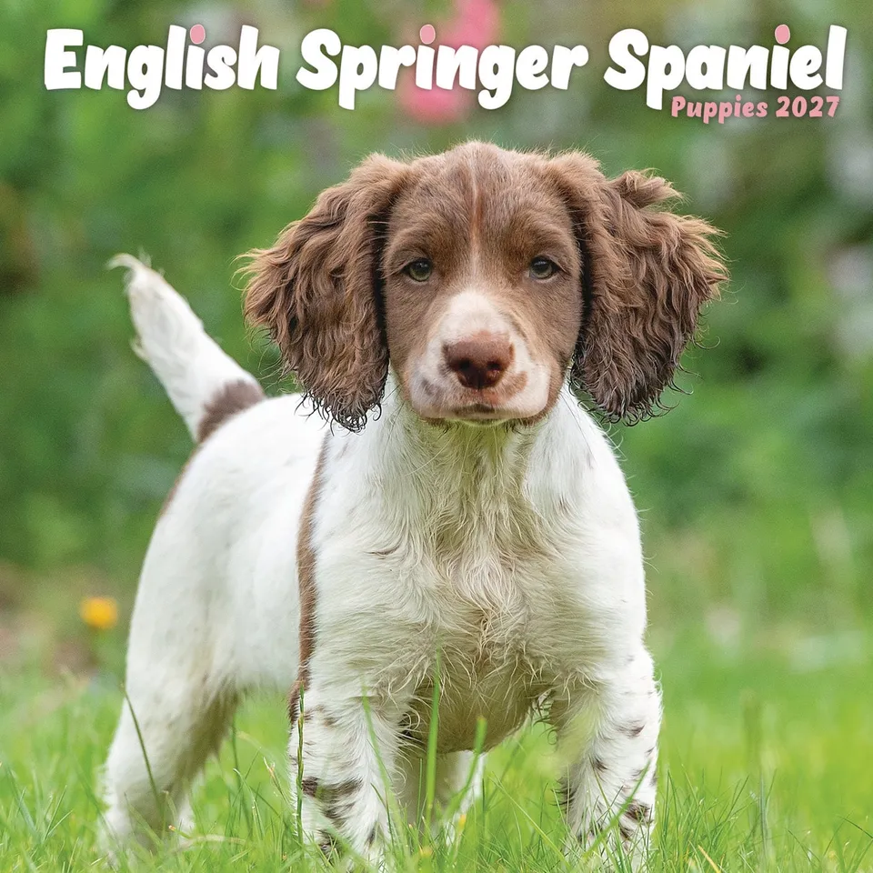 otter-house-english-springer-spaniel-puppies-mini-calendar-2027 image 1