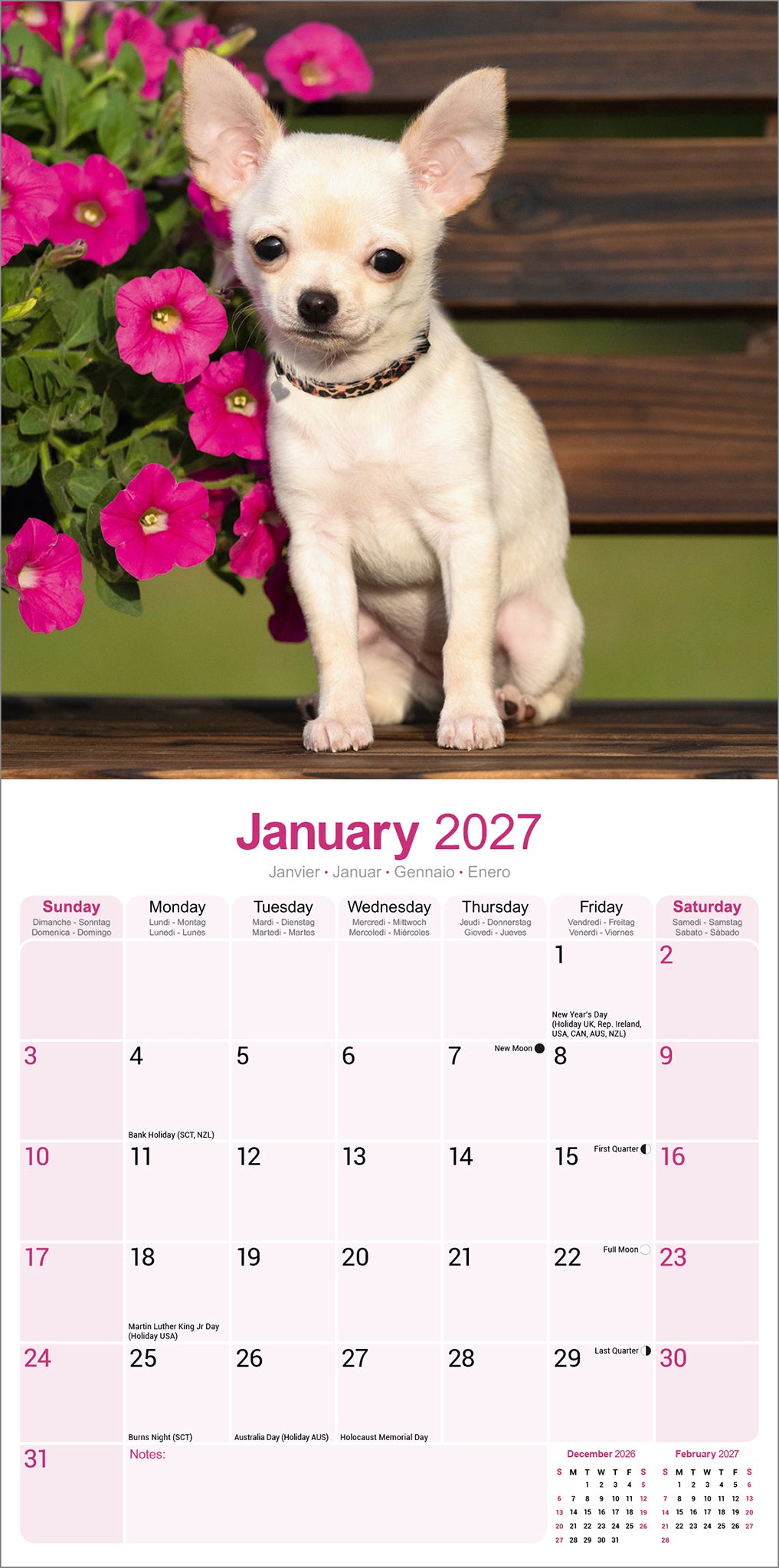 otter-house-chihuahua-wandkalender-2027-hunde-12-motive image 3