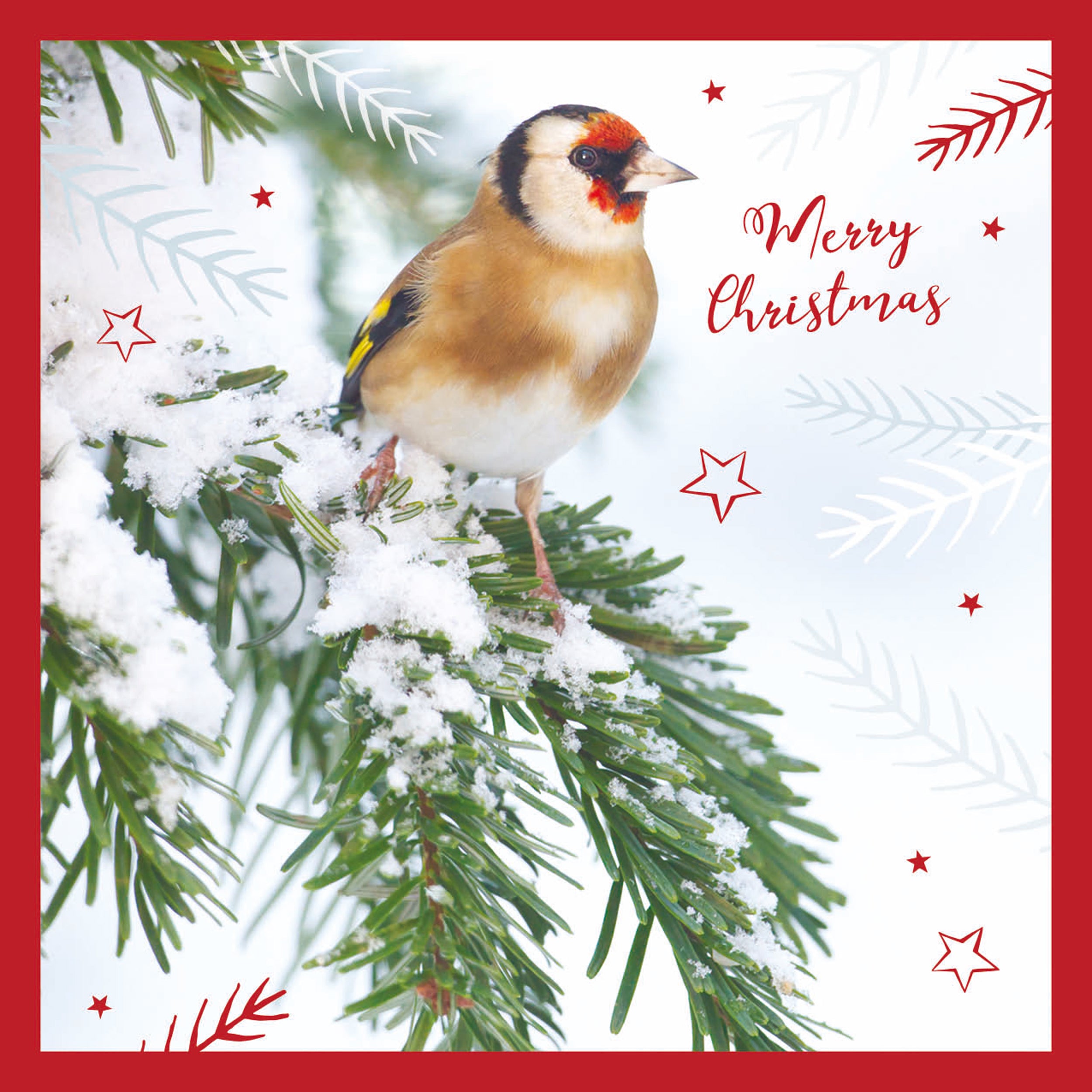 otter-house-christmas-weihnachtskarten-goldfinch-on-fir-10er image 1