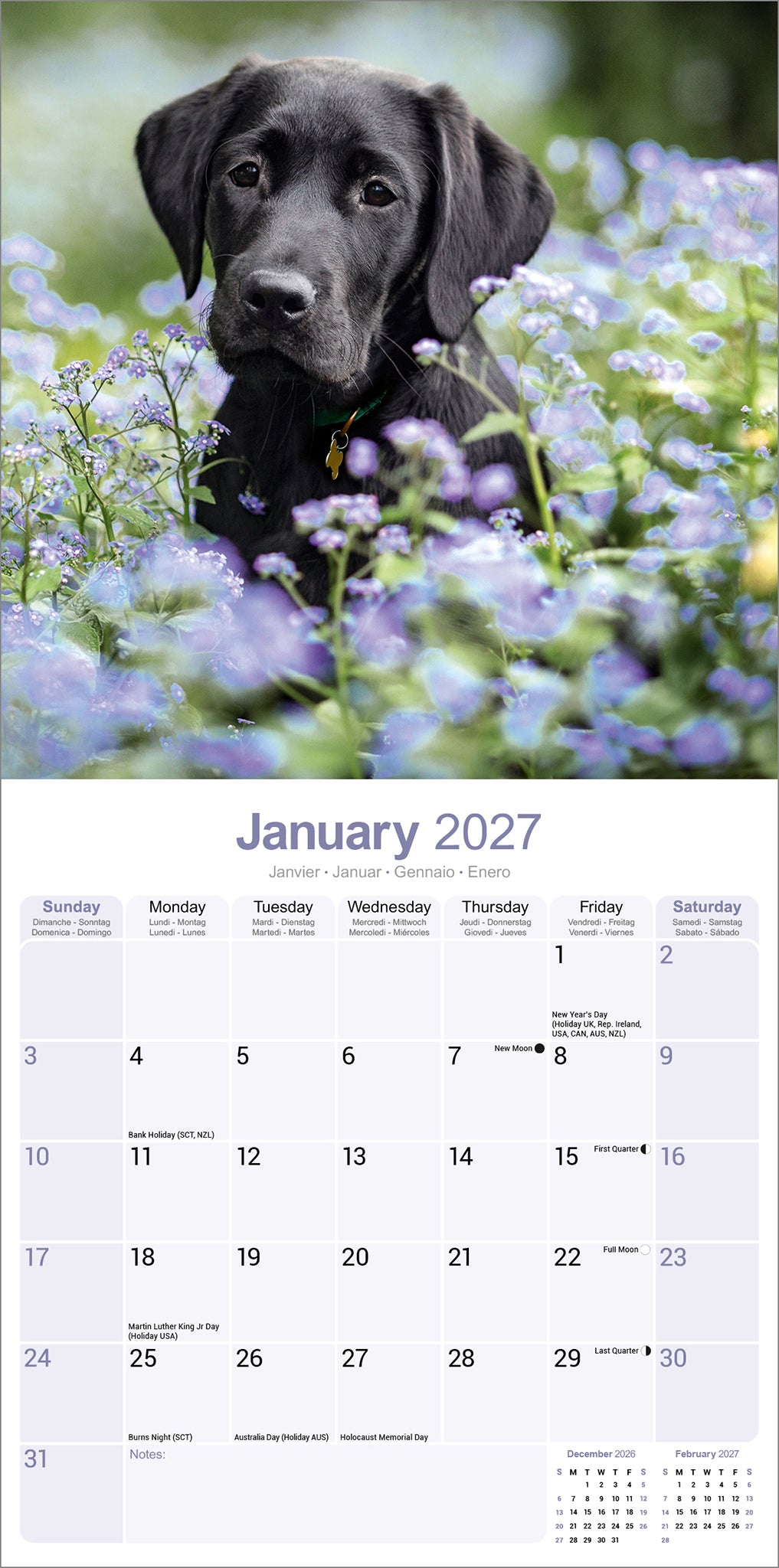 otter-house-labrador-retriever-black-wandkalender-2027-hunde image 3