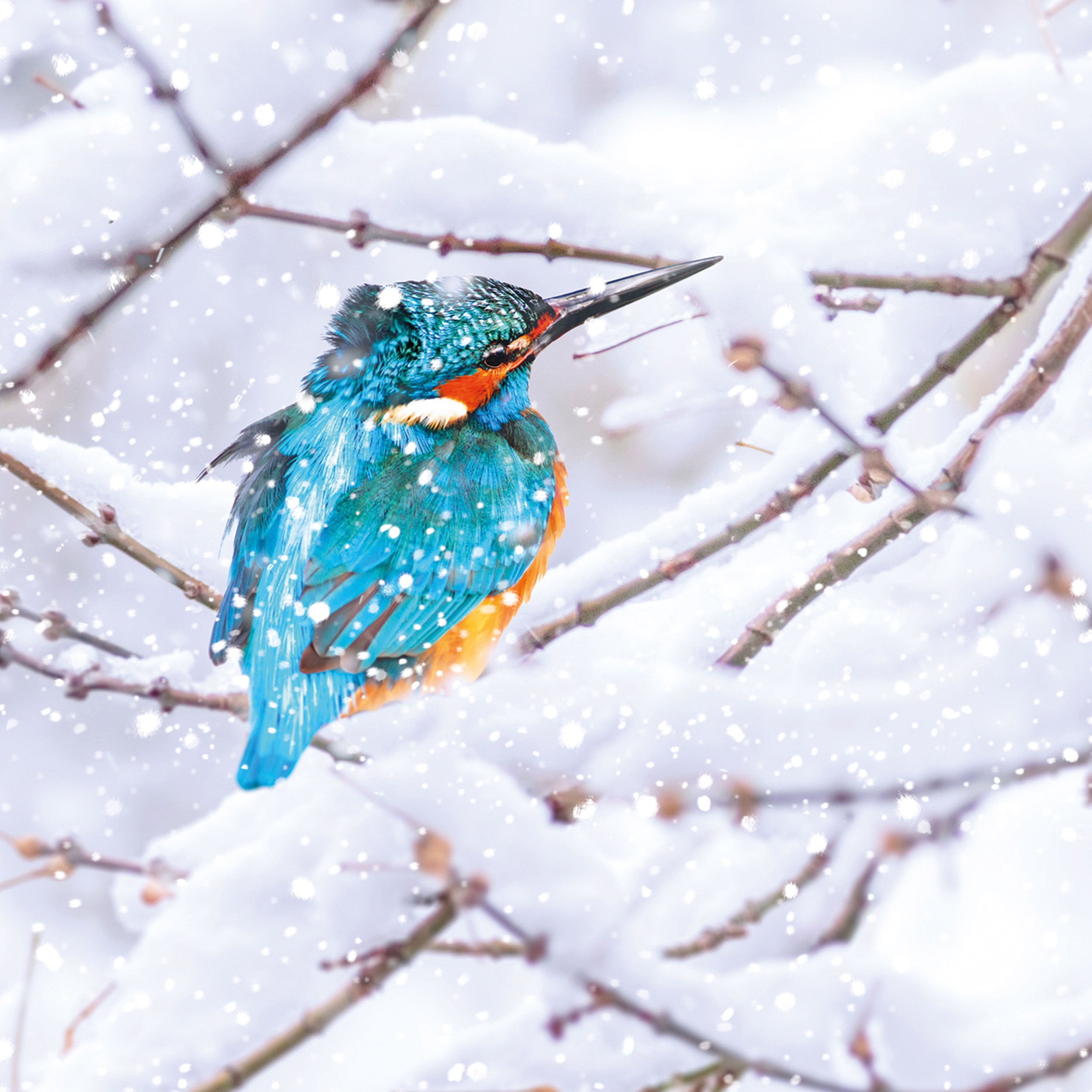 otter-house-christmas-winter-birds-weihnachtskarten-sortiert-set image 1