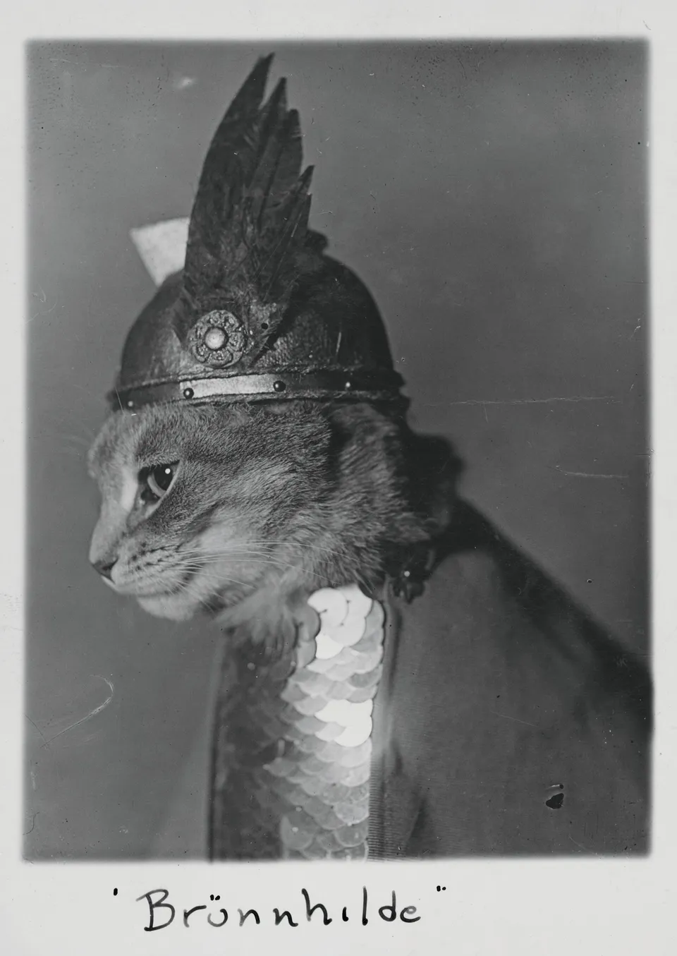 pomegranate-postcards-br-nnhilde-postkarte-katze-humor image 1