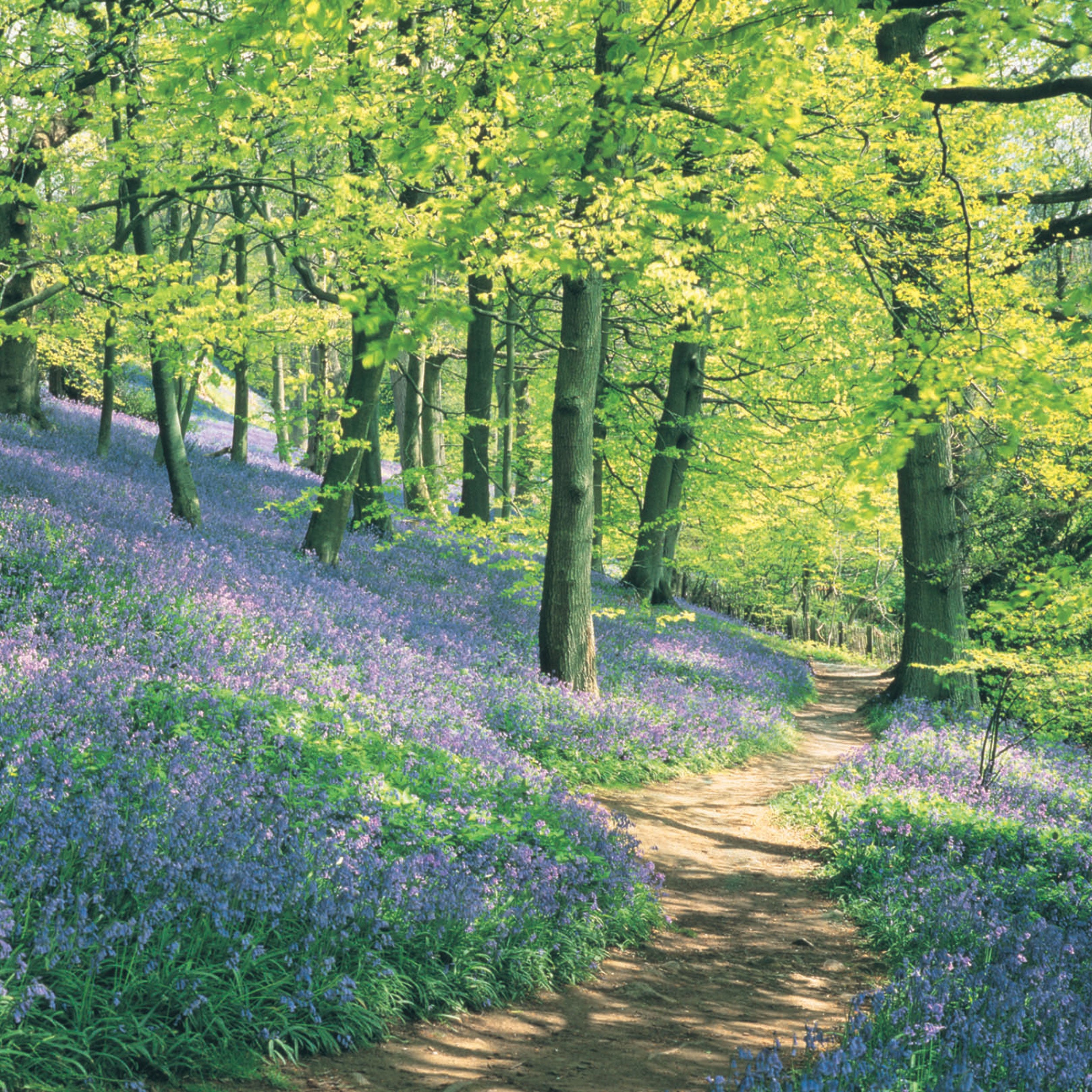 otter-house-bluebell-woods-osterkarten-5er-pack-ostern image 1