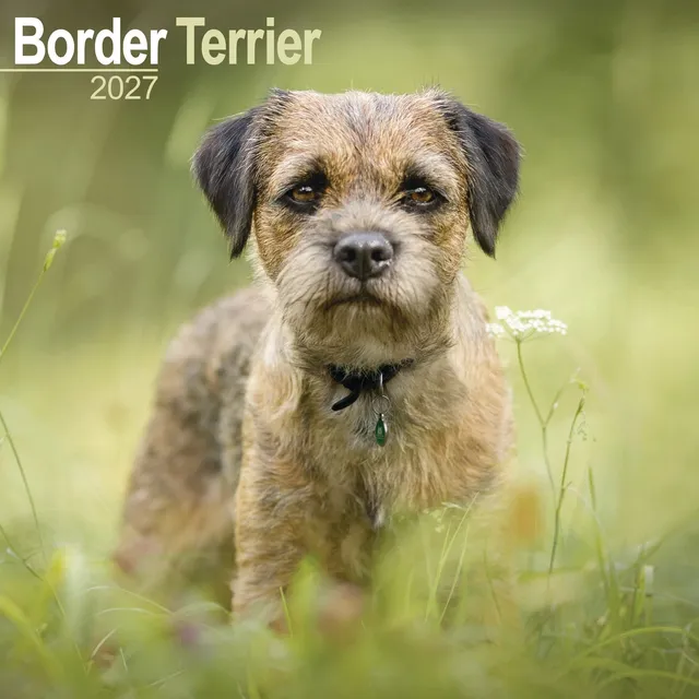 otter-house-border-terrier-wandkalender-2027-hunde image 1