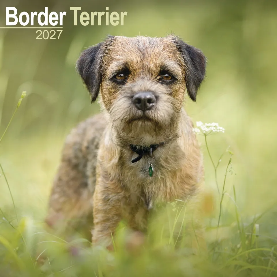 otter-house-border-terrier-wandkalender-2027-hunde image 1