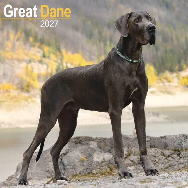 otter-house-great-dane-wandkalender-2027-deutsche-dogge image 1